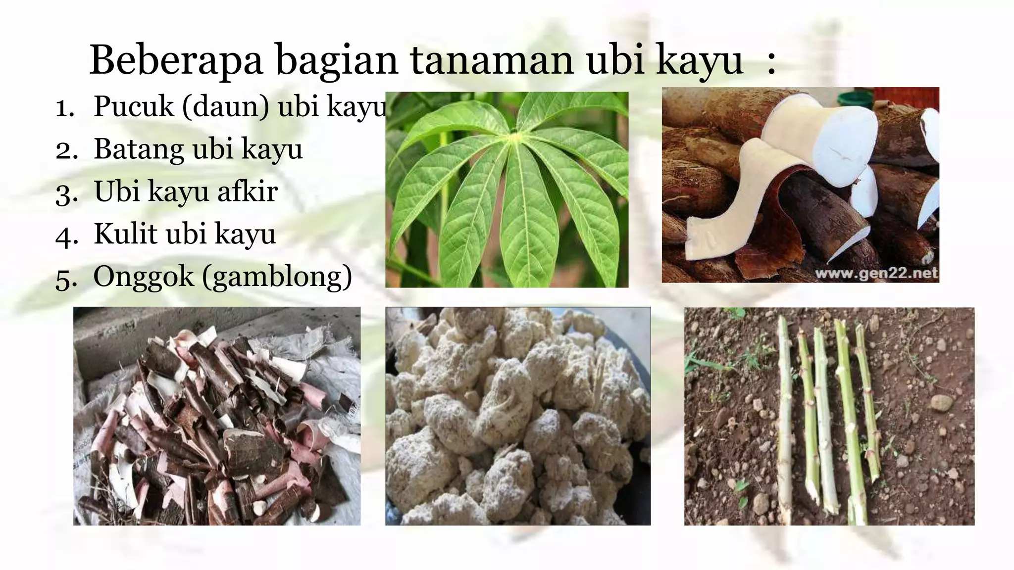 Wajib Tahu Rahasia Lulus Contoh Soal Budidaya Ubi Kayu Kelas V Semester 2 Ini